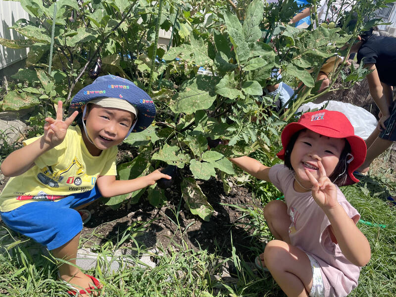 トマトやキュウリやオクラなど、育てた夏野菜を収穫して食べます。